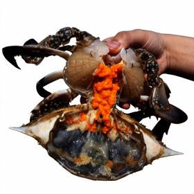 상품 이미지: (신선집중)(당일경매) 제철 활 암꽃게 1kg 국내산 알배기 봄 암꽃게 당일조업 당일 경매