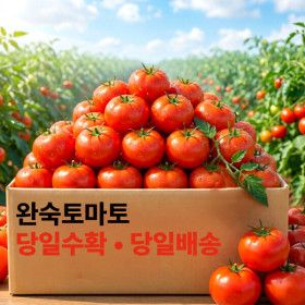 상품 이미지: (마트납품용 초특가) 국내산 완숙 햇 토마토 5kg 특품 로얄과 아삭 상큼 달콤