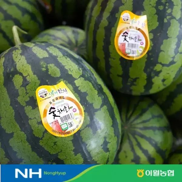 상품 이미지: [이월농협] 진천 숯채화 수박 8~9kg 농협 정품