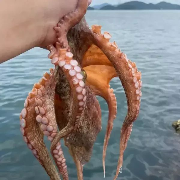 상품 이미지: [산지] 최상급 완도 자연산 돌문어 국내산 1kg (1-3마리)