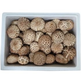 상품 이미지: 무안 도담 생 표고버섯1kg 가정용(못난이)