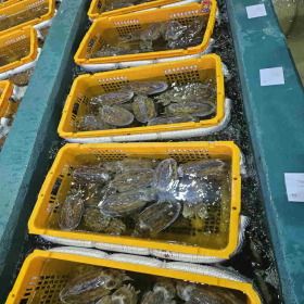 상품 이미지: 국내산 갑오징어 1kg 단 하루 특가 2~4미 당일조업 무료배송