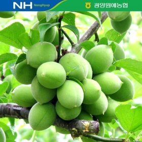 상품 이미지: 광양원예농협 청매실 10kg(대/M) 광양매실