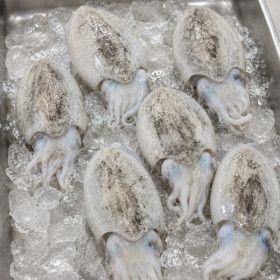 상품 이미지: 국내산 갑오징어 2kg 7-10미내외 2세트이상 구매시 1000원 할인 통찜 볶음