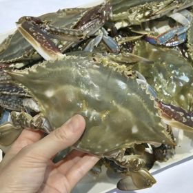 상품 이미지: (신선집중) 국내산 서해 5도 제철 활 숫꽃게 1kg 5~6미 제철 살이 오동통 오른 꽃게 생물 빙장포장