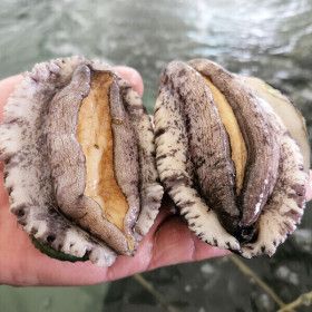 상품 이미지: (신선집중) 완도맘 완도 활 전복 700g(총 10마리) 물가안심 기획상품 사은품 세척솔 증정