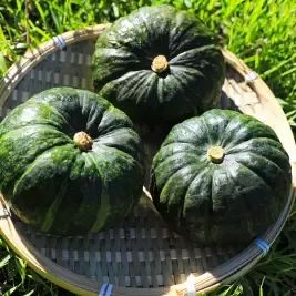 상품 이미지: 제주 달큰한 미니 보우짱 밤호박 5kg