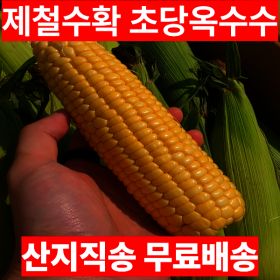 상품 이미지: 국내산 제철 초당옥수수 특품 10개입 제주초당옥수수 (14~16mm)