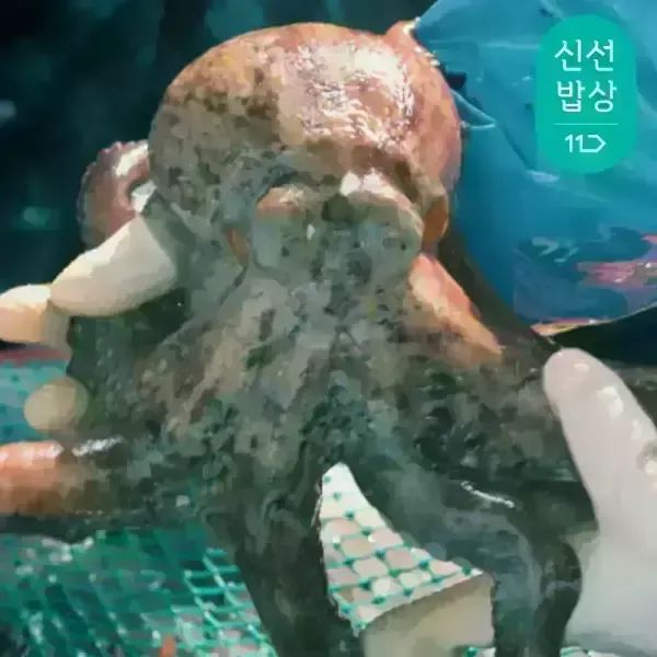 상품 이미지: [품질보장]이순신수산 남해안 자연산 돌문어 1kg [1-4미]