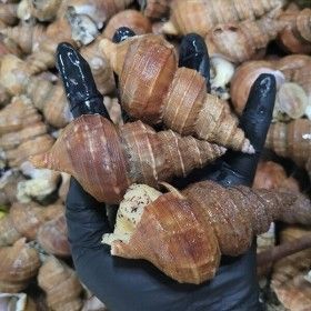 상품 이미지: 당일조업 국내산 포항 백고동 살고동2kg