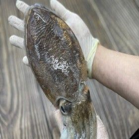 상품 이미지: (신선집중) 당일 경매 서해 갑오징어 생물 중대짜 1kg 2-4마리 숙회 통찜