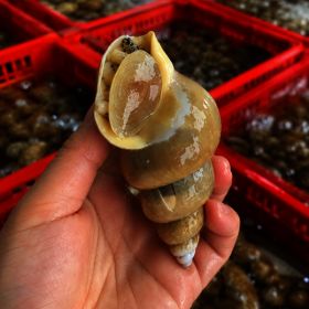 상품 이미지: 국내산 활 백고동 1kg 50미내외 백골뱅이 생물 골뱅이탕 중사이즈/1kg 50미 내외 푸짐하게 즐기는 활 백고동