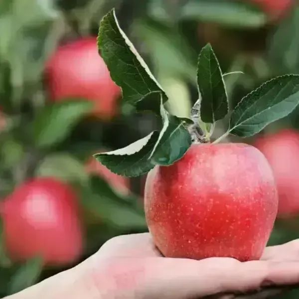 상품 이미지: 햇 사과 8kg(포장재포함/실중량7-7.5kg) 혼합과 흠과 가정용 품종랜덤 청사과,홍로,시나노골드,요까