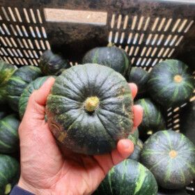 상품 이미지: 제주도 미니 밤호박 보우짱 단호박 못난이 5kg 6.11일 출하시작 예정