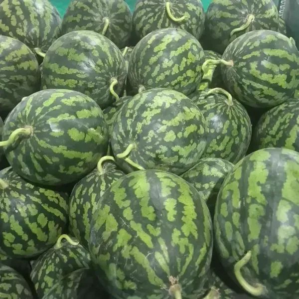 상품 이미지: 달콤한 여름의 맛 하우스 수박 6-7kg (가정용)