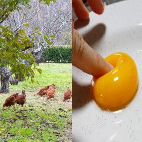 상품 이미지: 난각번호1번 계란 유정란 무항생제 40구 상위1% 자연방사 자연방목 HACCP