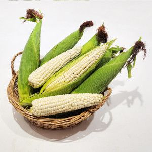 상품 이미지: 산지직송 여수 미백옥수수 상 15cm이상 10개