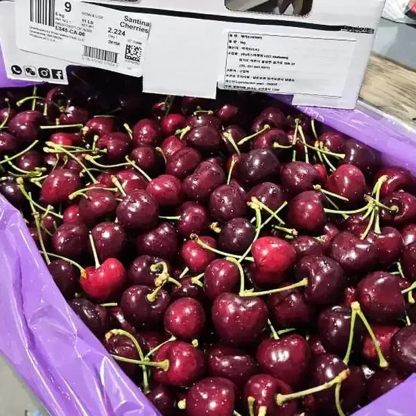 상품 이미지: 대용량! 항 공 직 송 워싱턴 생체리 10-10.5R 대단량 5kg박스