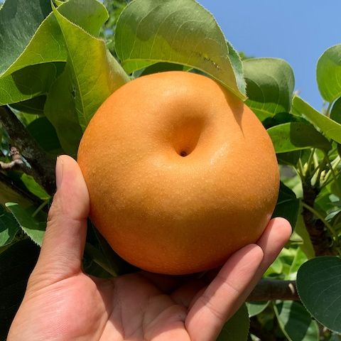 상품 이미지: [한정수량] 산지직송 나주 신고배 5kg / 3kg 가정용 실중량