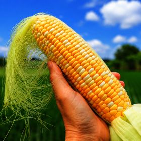 상품 이미지: (신선집중) 아삭달콤한 과즙 가득 애플 초당옥수수  특품 10입 / 15-20cm 엄선 / 국내산 신품종 첫 출하
