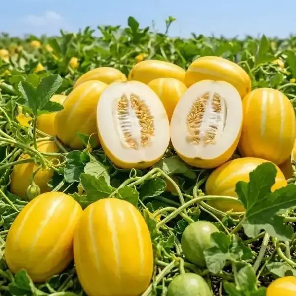 상품 이미지: 성주 벌꿀참외 5kg 혼합과 가정용
