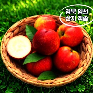 상품 이미지: (맛없으면 무료반품/14 brix) 경북 영천 신비복숭아 2KG 과즙폭발 신비복숭아 2kg 중소과 (25-35과)