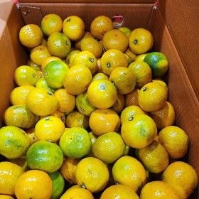 상품 이미지: 밀감 제주귤 제주감귤 10kg 로얄과 S 2S 5kgx2박스