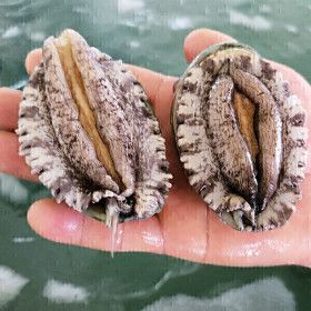 상품 이미지: (완도맘) 완도 활 전복 1kg(18-20미) 당일조업 살아서도착