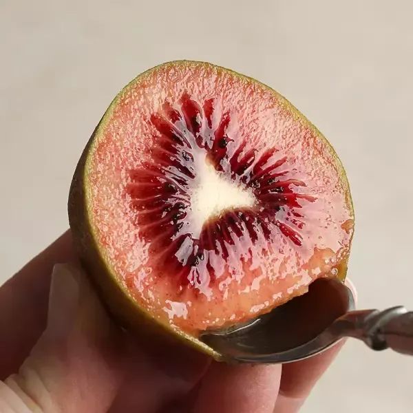 상품 이미지: 썬리지 제스프리 고당도 루비레드키위 골드키위 2kg 4kg