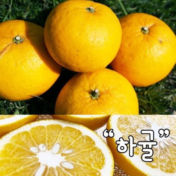 상품 이미지: 제주자연 아마나스 제주하귤 나스미깡 산지직송 5kg