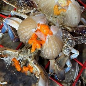상품 이미지: 국산 암꽃게 제철 활 알배기 꽃게 서해안 자연산 1kg 4~6미 내외 당일조업