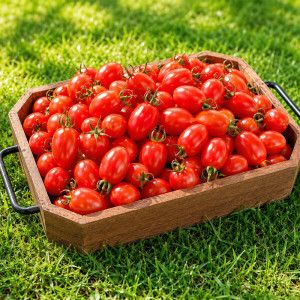 상품 이미지: 로얄과 2kg+1kg 증정 500개 부여 윤구백 농가 대추방울토마토 로얄과 총 3kg