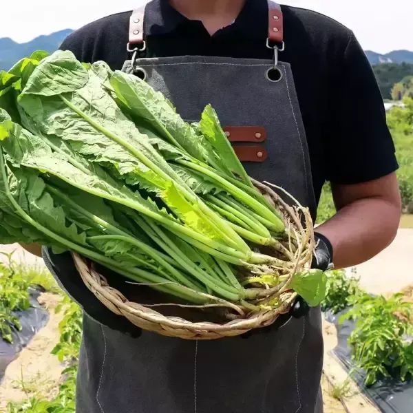 상품 이미지: 열무 4kg 내외 1박스 전라도 토종 열무 김치용 자체선별 당일수확