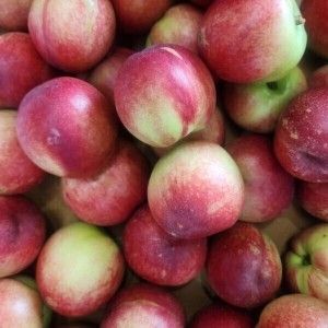 상품 이미지: 떨이농산 에라 모르겠다 막 드릴게요 신비복숭아 5kg 랜덤과 혼합 주말특가