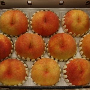 상품 이미지: 장호원 햇사레 황도복숭아 대과 3kg 11-12과 장호원복숭아 햇사레복숭아