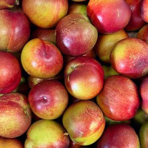 상품 이미지: 떨이농산 에라 모르겠다 막 드릴게요 천도복숭아 5kg 랜덤과 혼합 주말특가
