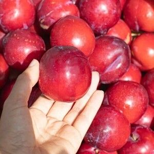 상품 이미지: 자두 왔자두 새콤달콤 제철 자두 5kg (품종 랜덤발송 / 실중량 4.5kg 이상 / 포장재 포함)