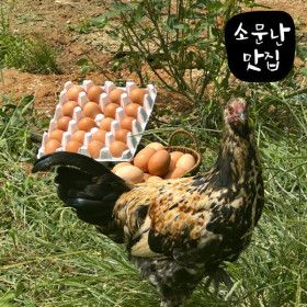 상품 이미지: 소문난맛집 유정란 40구 2판 계란 대란 자유방사 무항생제 HACCP인증