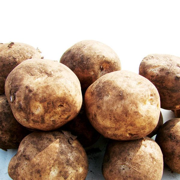 상품 이미지: 햇감자5kg(대/찜용) 26년 햇감자