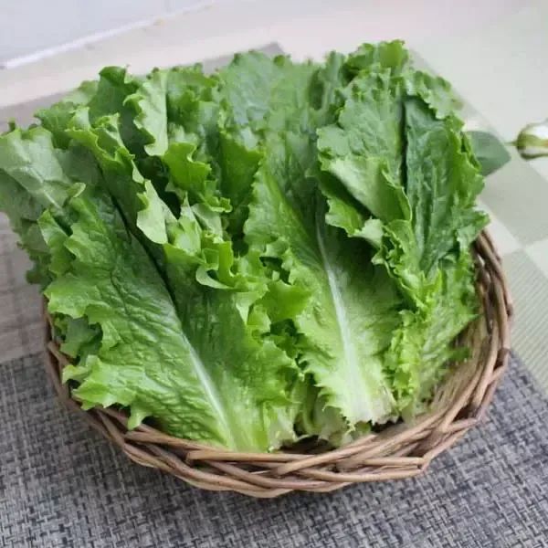 상품 이미지: 로메인상추4kg/국내산/최상품/자연대로팜웨이