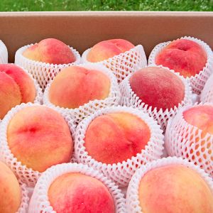 상품 이미지: 당일수확 경산 당도오른 딱딱이 복숭아 딱딱이 복숭아 2kg 7-13과 / 산지직송