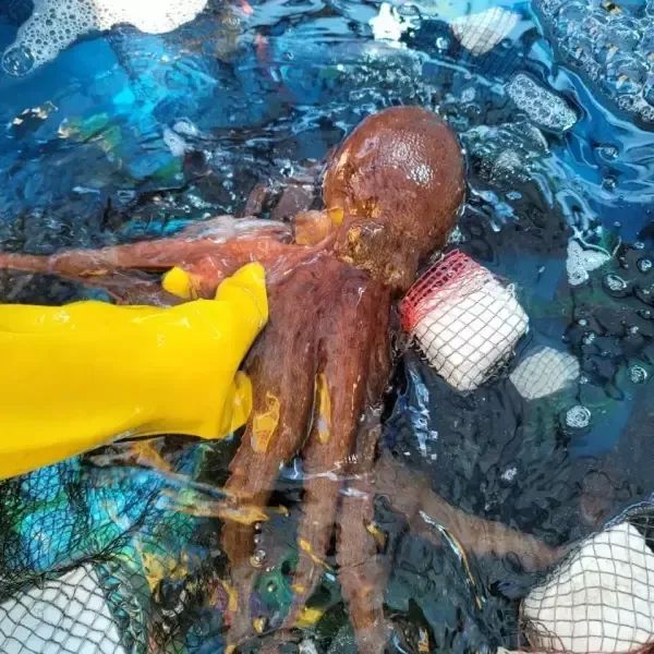 상품 이미지: 국내산 여수 생물 돌문어 1kg 1-3미