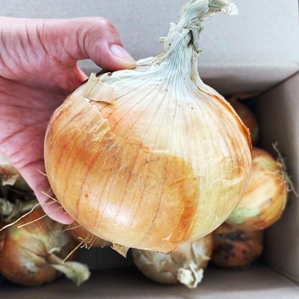 상품 이미지: 단단하고 야무진 양파 일반 자색양파 5kg/10kg