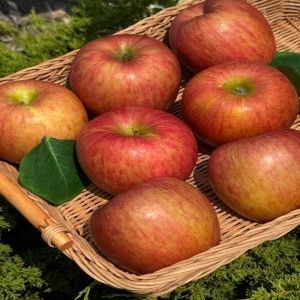 상품 이미지: (신선집중) 지훈이네 경북 사과 4kg 실중량 가정용 부사 산지직송