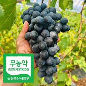 상품 이미지: 친환경 무농약국내산 블랙펄 포도 20브릭스 고당도 프리미엄 포도 1kg(1~3수)