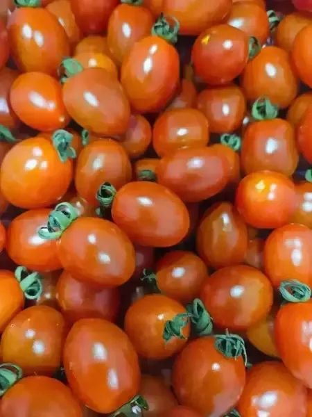 상품 이미지: 대추방울토마토 2kg 로얄과 소과 (동일옵션 2개 구매시 5kg 발송)