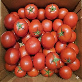상품 이미지: (산지직송) 못난이 완숙 토마토 5kg