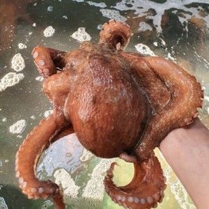 상품 이미지: (산지직송) 국내산 활 돌문어 여수 돌문어 생물문어 자연산문어1kg | 1~3미 내외
