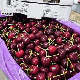 상품 이미지: 대용량 생체리 워싱턴 생체리 8.5-9.5R 벌크 대용량 5kg 항공직송
