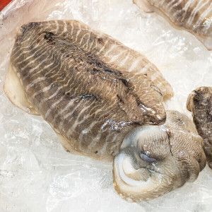 상품 이미지: (신선집중) 국내산 갑오징어 1kg 2-4미 (2개 구매 시 초장증정+추가 할인)